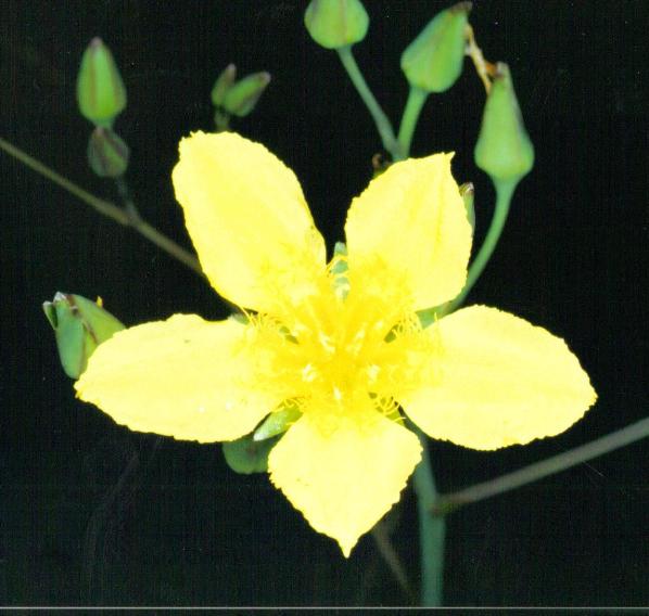 Villarsia unbricola